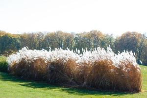 autumn landscapes. spikelets in the autumn park. shadows from trees. Dreary mood. Loneliness. photo