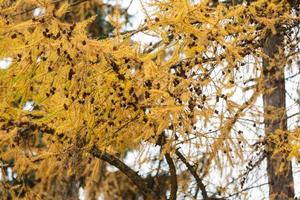 rama con cono de alerce europeo en otoño. foto