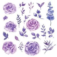 Purple Rose flower watercolor painiting set, pastel rose vector