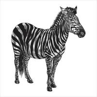 Zebra vintage engraved illustration black and white monochrome painting vector