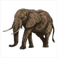 Hand drawn elephant. Colorful vector illustration. African animals background. Sketch. Isolated.