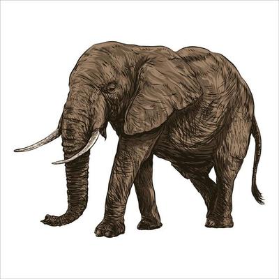 Hand drawn elephant. Colorful vector illustration. African animals background. Sketch. Isolated.
