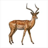 Vector Illustration of Deer, True Deer, Red Deer, Fallow Deer