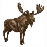 Moose hand drawn vector colorful illustration