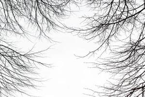 ramas de árboles sin hojas contra el cielo foto