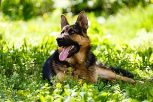 perro pastor alemán tirado en la hierba en el parque foto