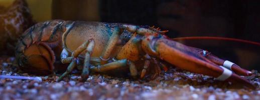 primer plano y enfoque selectivo de los cangrejos de barro gigantes. cautiverio atado ofrecido a cambio de comida de mar. foto