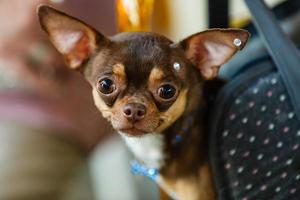 Little lovely dog in the dark blue bag of traveller photo