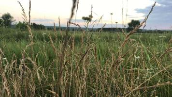 espiguillas de trigo en la caja verde para desarrollarse en el viento video