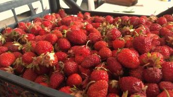 beaucoup de grosses fraises rouges dans une boîte video