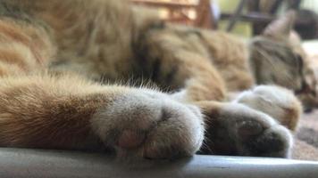 gatito grande con patas suaves duerme en la calle video