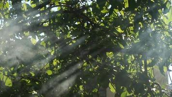 Sonnenstrahlen scheinen mit Rauch durch den Baum video