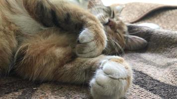 el gran tabby duerme con las patas dobladas video