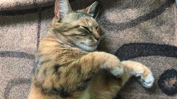 soft beautiful cat bent legs and fall asleep video