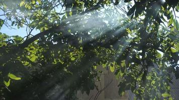 Sun rays shine with smoke through the tree video