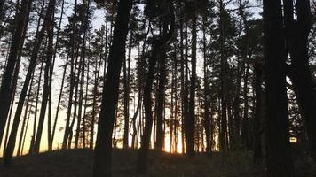 beaux arbres avec de hauts piliers dans la forêt sur fond de soleil couchant video