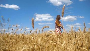 encantadora chica en plte camina por el campo de trigo en el viento video