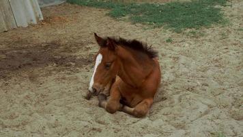 petit poulain mignon s'ébat à l'extérieur et mange de l'herbe verte video