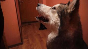 big fluffy playful dog malamute at home