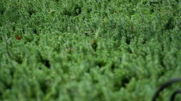 beautiful small green fir trees close up video