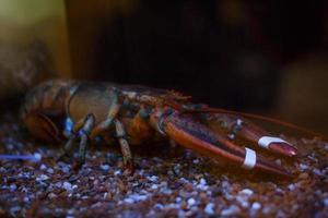 primer plano y enfoque selectivo de los cangrejos de barro gigantes. cautiverio atado ofrecido a cambio de comida de mar. foto