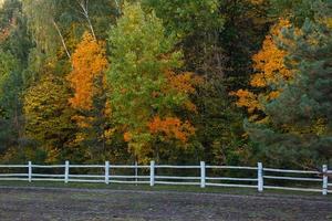 Autumn landscape in the park. photo