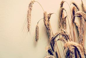 yellow wheat ears on a dark gray background photo