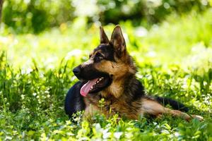 Portrait of german shepherd laying on the green grass photo