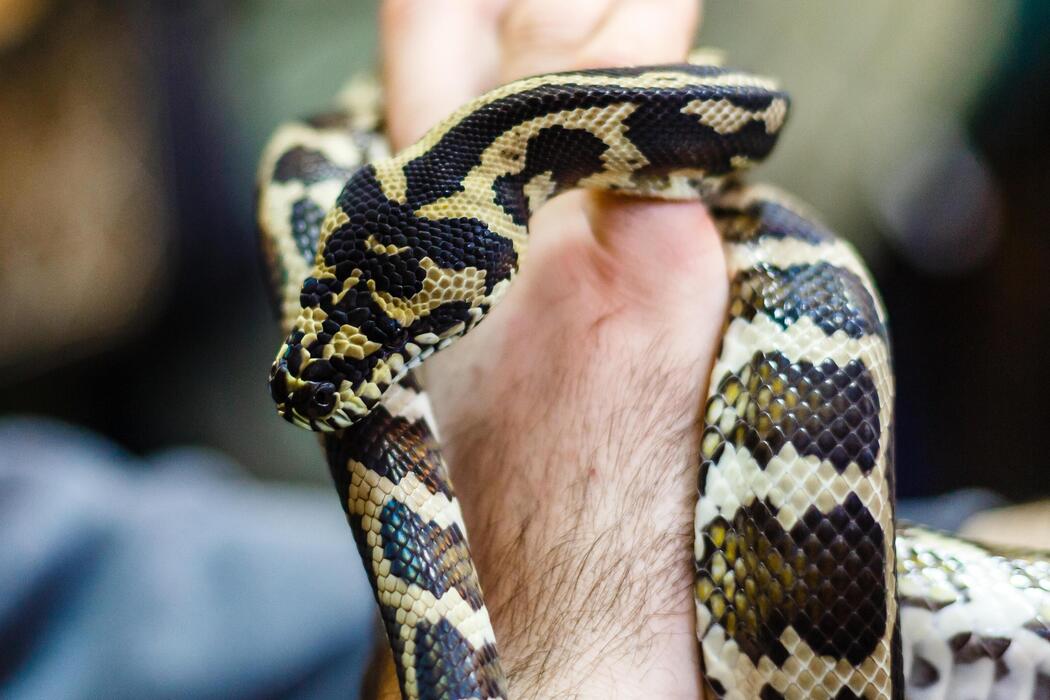 Snake Hand Stock Photos, Images and Backgrounds for Free Download