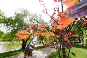 primeros símbolos de otoño foto