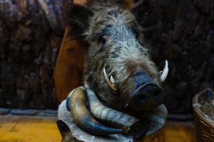 Wide lens shot of stuffed boar s head mounted on the wall in old castle photo