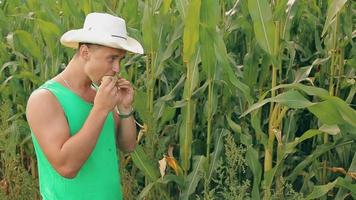 l'homme le fermier au chapeau essaie le maïs sur la qualité