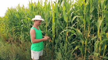 un joven agrónomo arranca una mazorca de maíz en el campo video