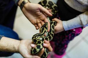 Beginner and popular snake for kids ball python python regius crawling on hand with selective photo