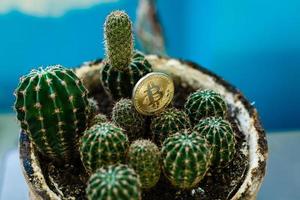 bitcoin flower cactus photo