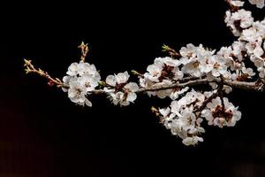 Branch of blooming spring apricots on a black background photo