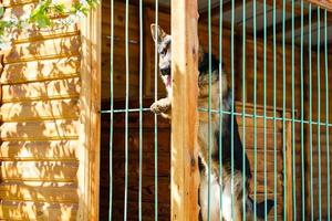 Purebred sheepdog in a cage. Big dog in a cage. photo