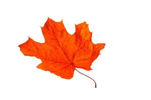 Red maple autumn leaf isolated on white background photo