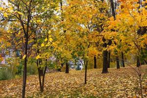 Autumn Landscape in the park photo