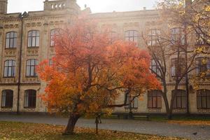 colorido árbol de otoño foto