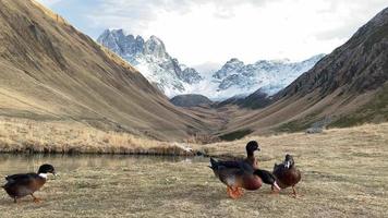 Colorful ducks by fifth season famous guesthouse hotel on Juta hiking route in Kazbegi national park outdoors in fall. Georgia travel destination and countryside flora fauna video