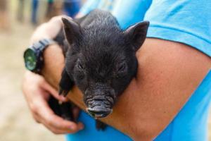 black pig in the hands photo