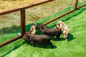 pequeños cerdos negros foto