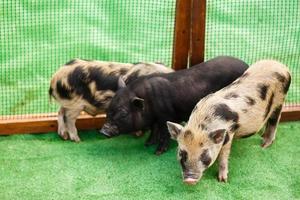 Three little pigs. Three small and lovely vignettes. black color. lovely piglets with pink patches photo