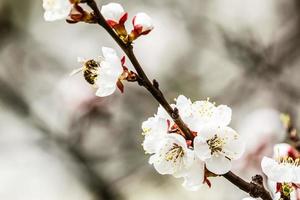 Spring blossom background beautiful nature scene with blooming tree and sun flare sunny day photo