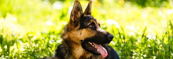 Portrait of german shepherd laying on the green grass photo