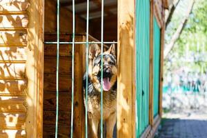 Purebred sheepdog in a cage. Big dog in a cage. photo