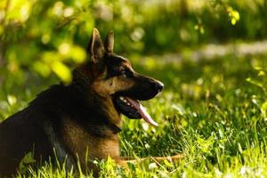 Portrait of young dog German Shepherd at sunset photo