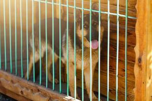 Purebred sheepdog in a cage. Big dog in a cage. photo