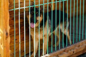 Purebred sheepdog in a cage. Big dog in a cage. photo